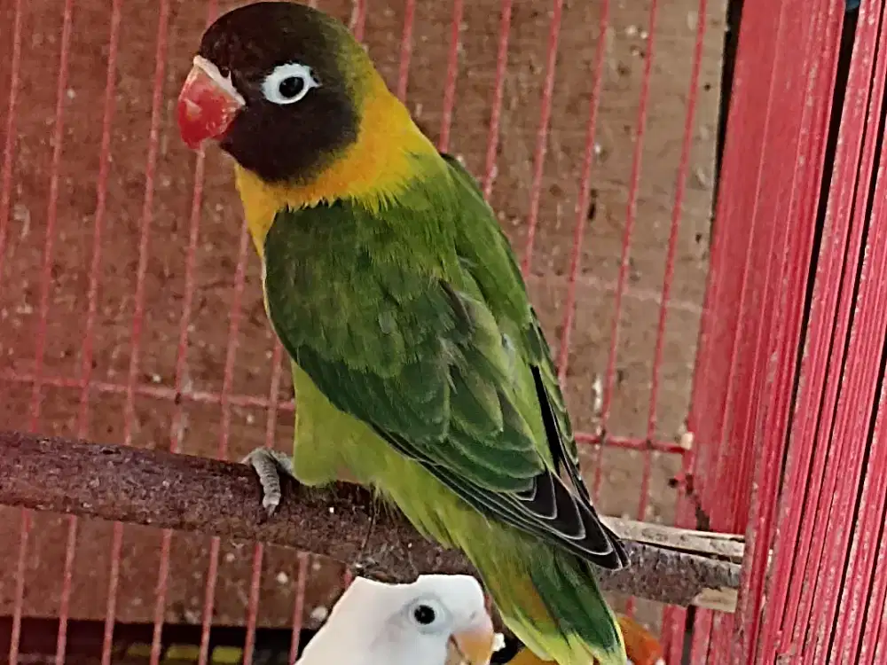 Lovebird dakori mandiri