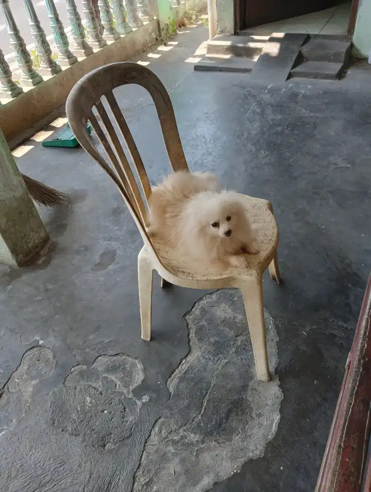 Minipom betina non stambum