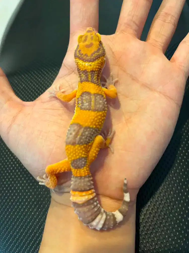 Gecko Tremper Emerine