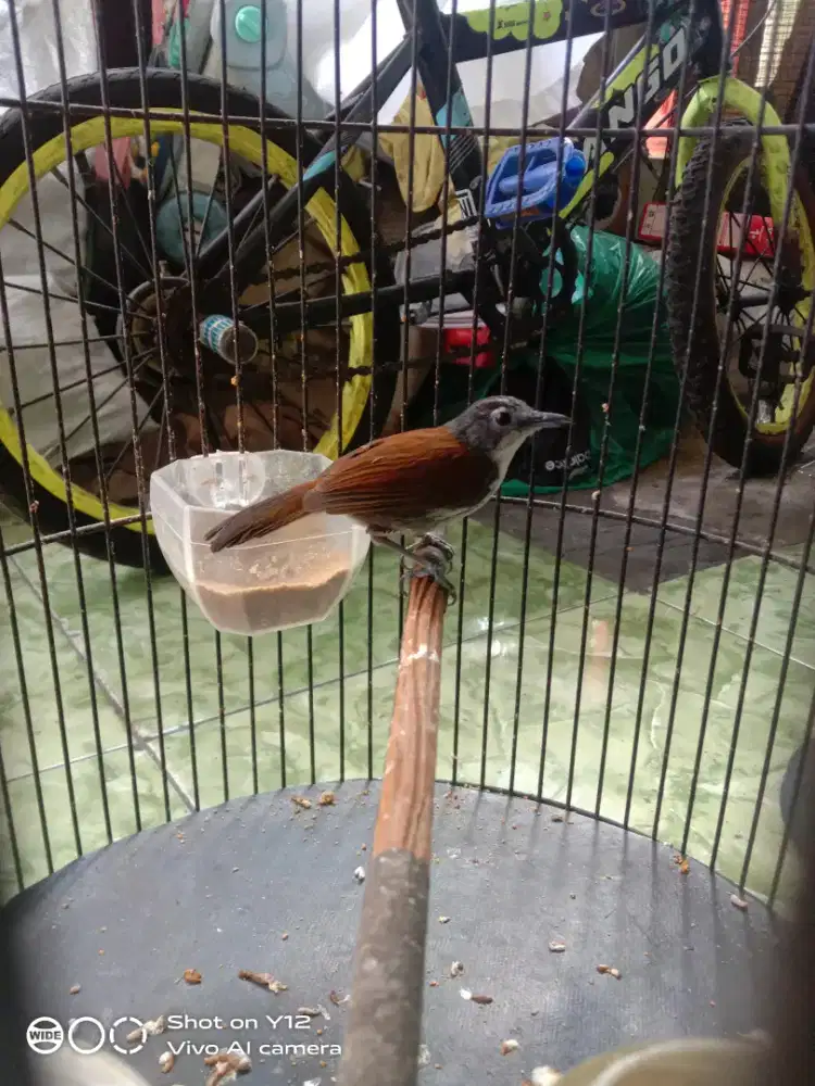 jual burung seniper jantan bunyi udh makan pur total