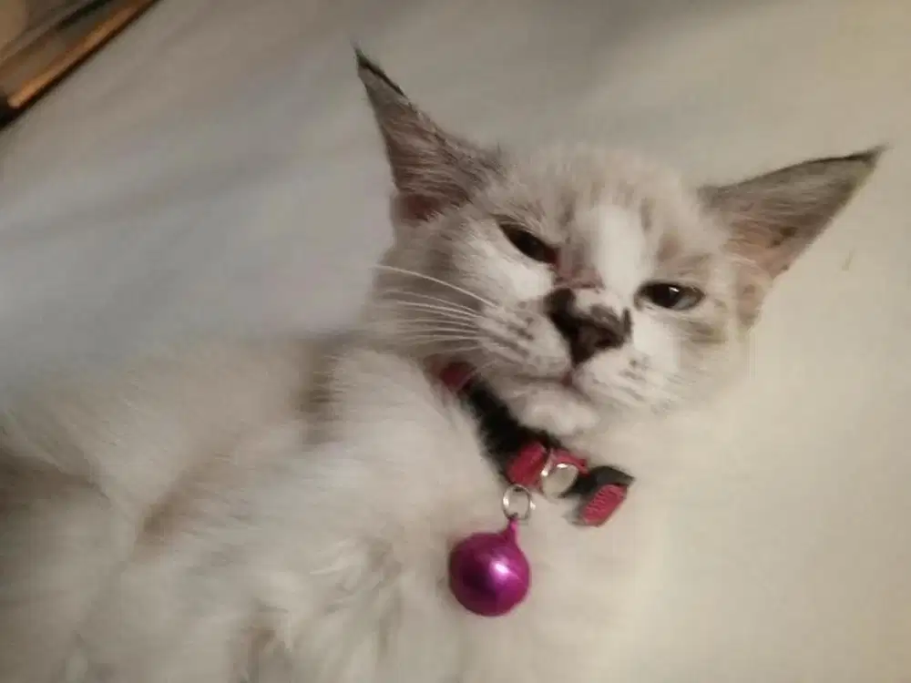 Kucing Himalaya mix Ragdoll Betina