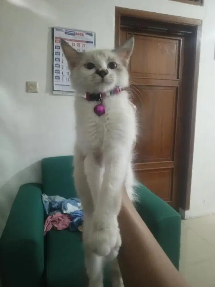 Kucing Himalaya mix Ragdoll Betina