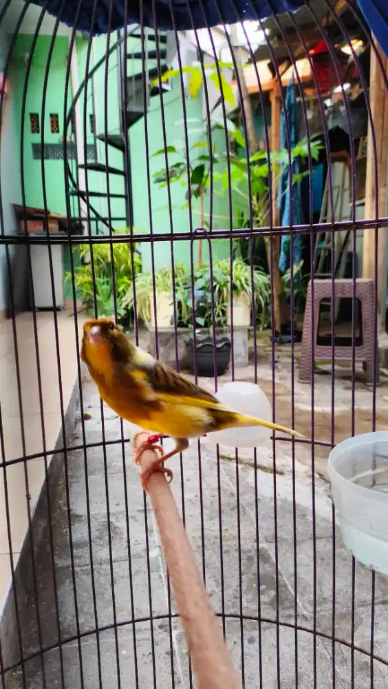 Kenari jantan gacor