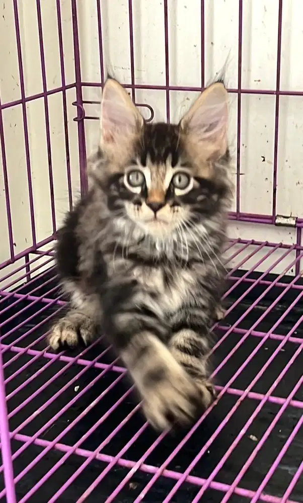 Kitten mainecoon jantan 2bulan
