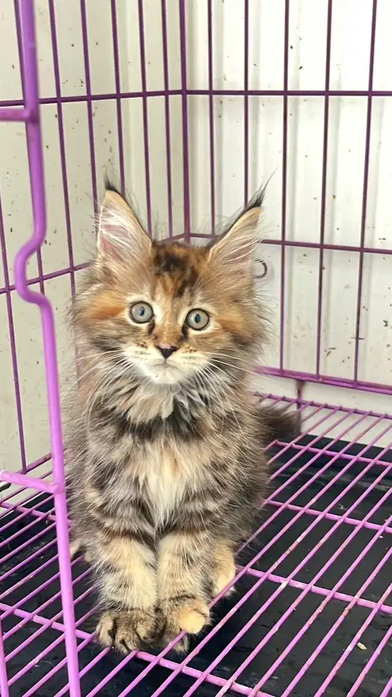 Kitten mainecoon betina