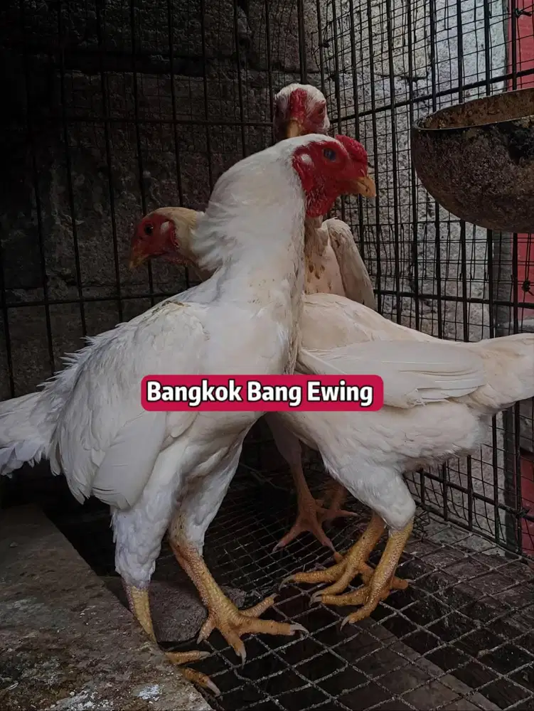 Ayam Bangkok Edisi Ko-SHAMO
