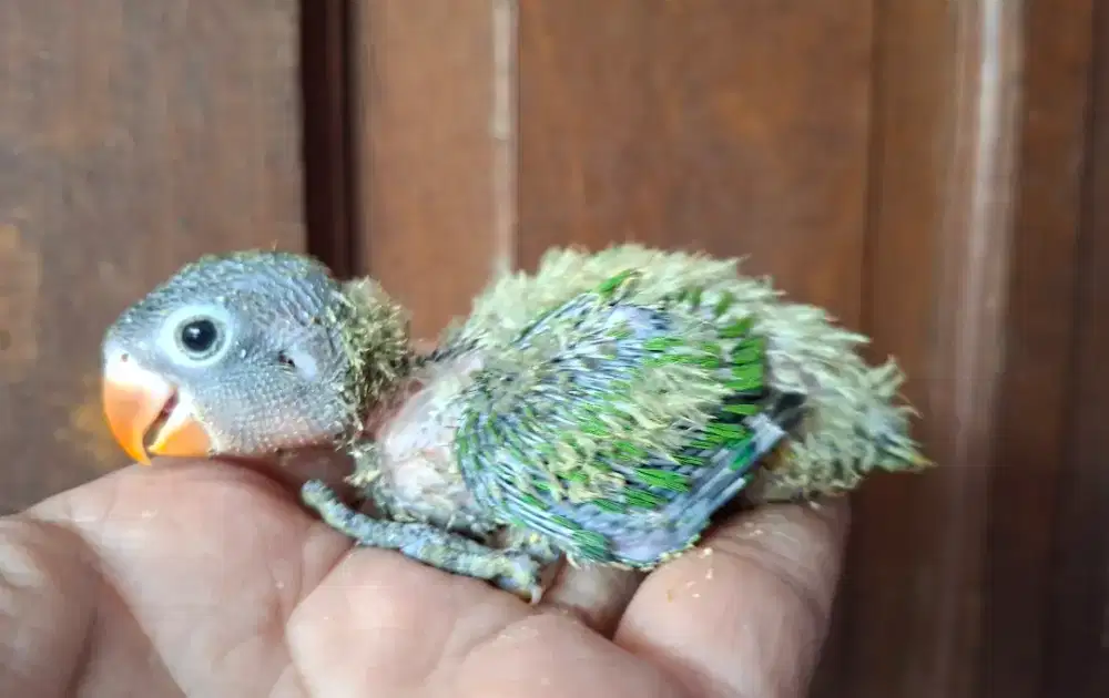 Anakan lovebird