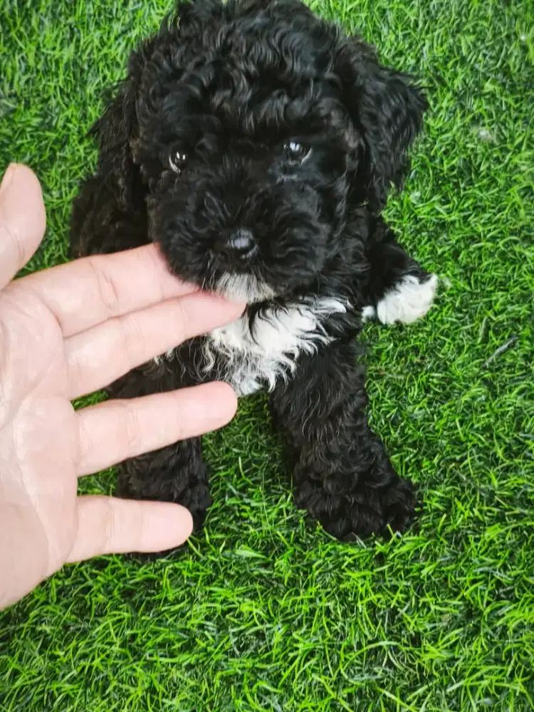 Black poodle female lucu