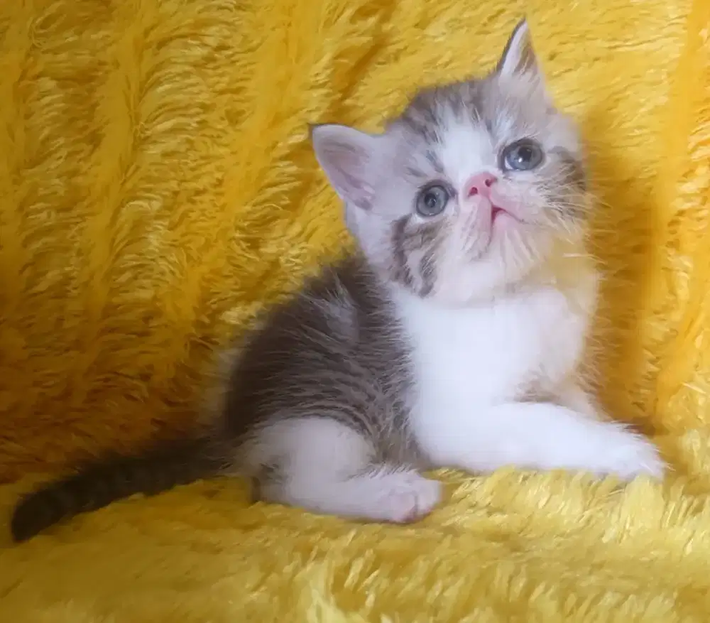 Jantan exotic , black taby and white