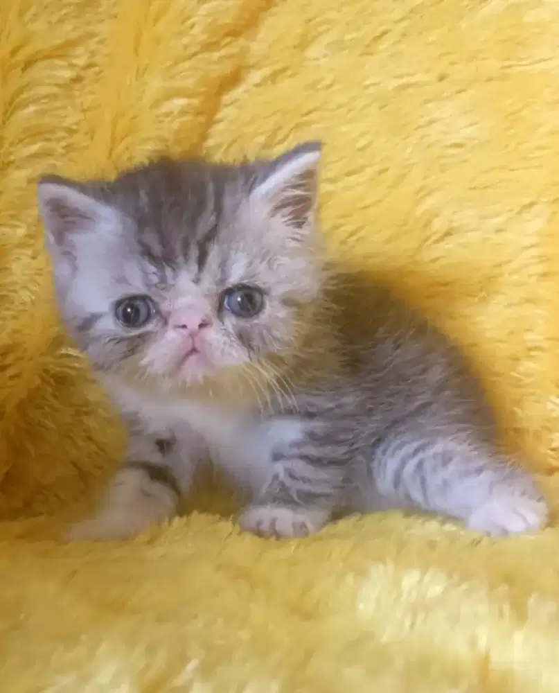 Exotic male blue tabynand white