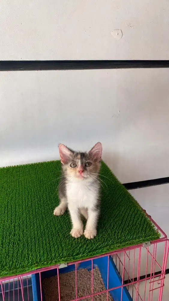 Kitten persia betina