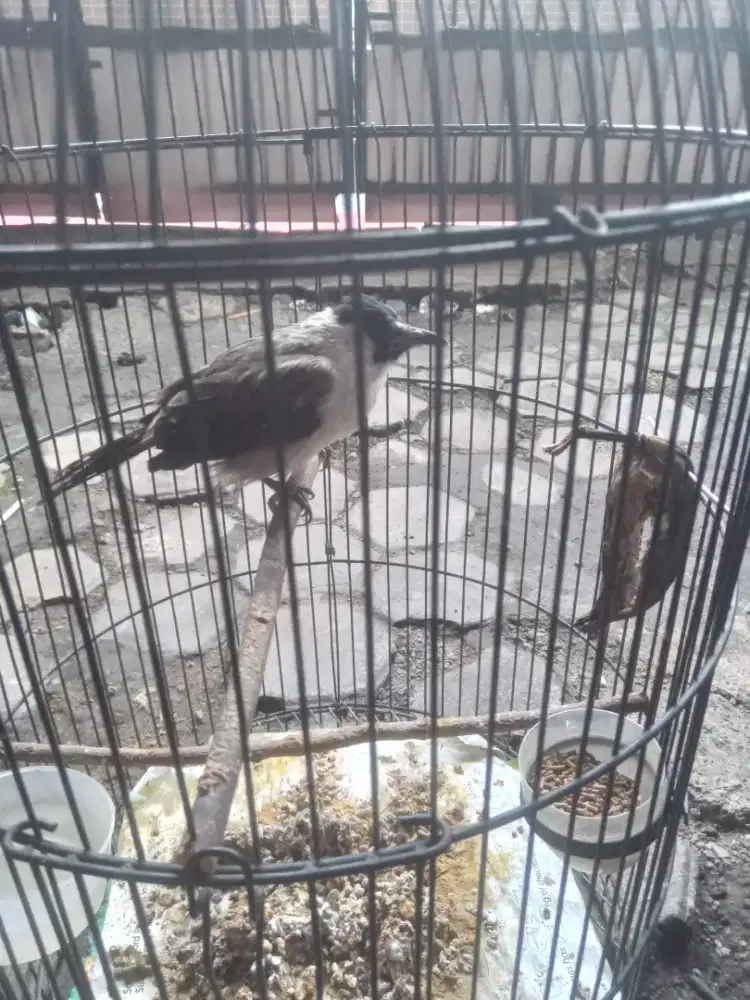 Jual cepet kutilang dah jinak