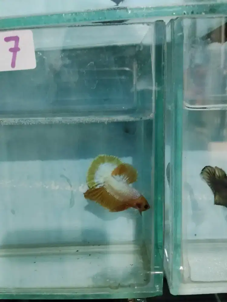 ikan cupang hias hellboy yellow jarang ada
