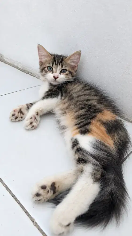 Kucing Sphynx mix british long