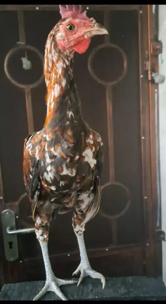 Ayam ketawa Jantan Trah Durasi
