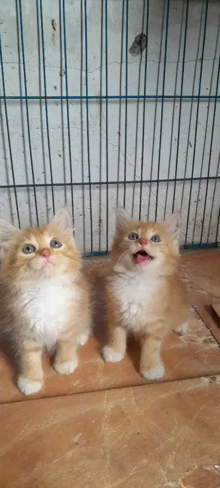 Kitten lucu imut gemes