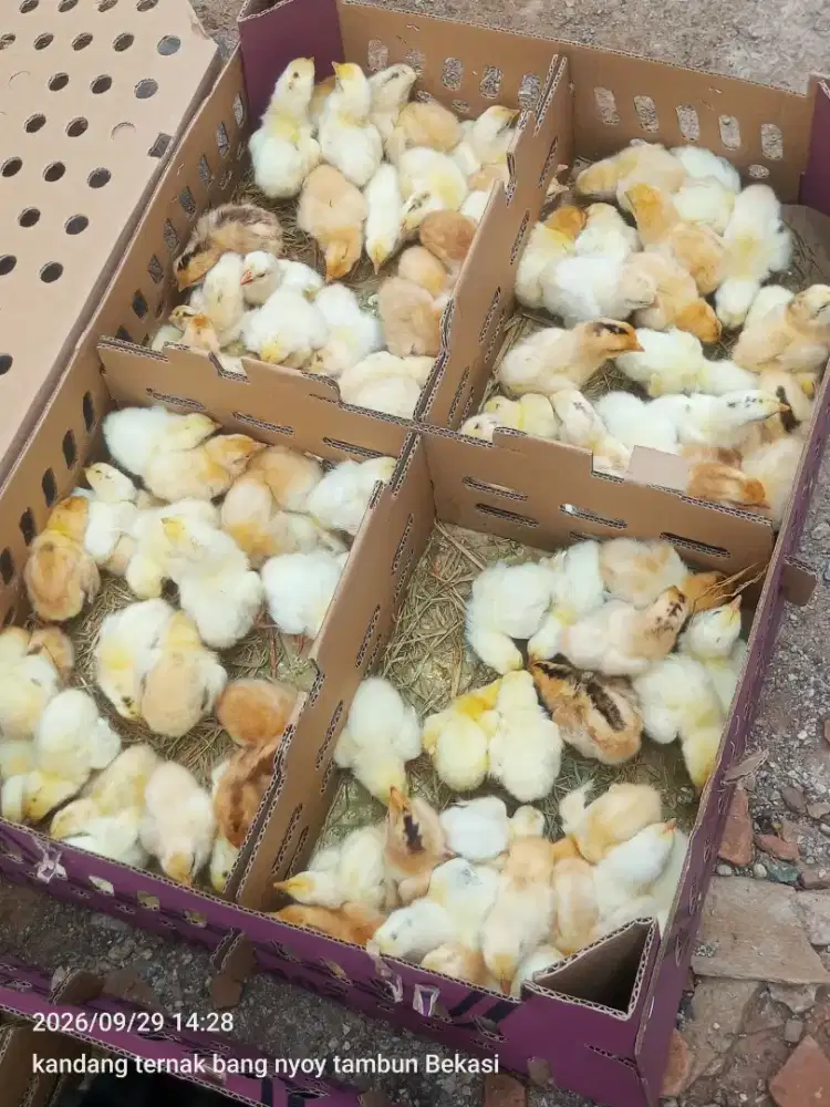 Anak ayam elba dan kub
