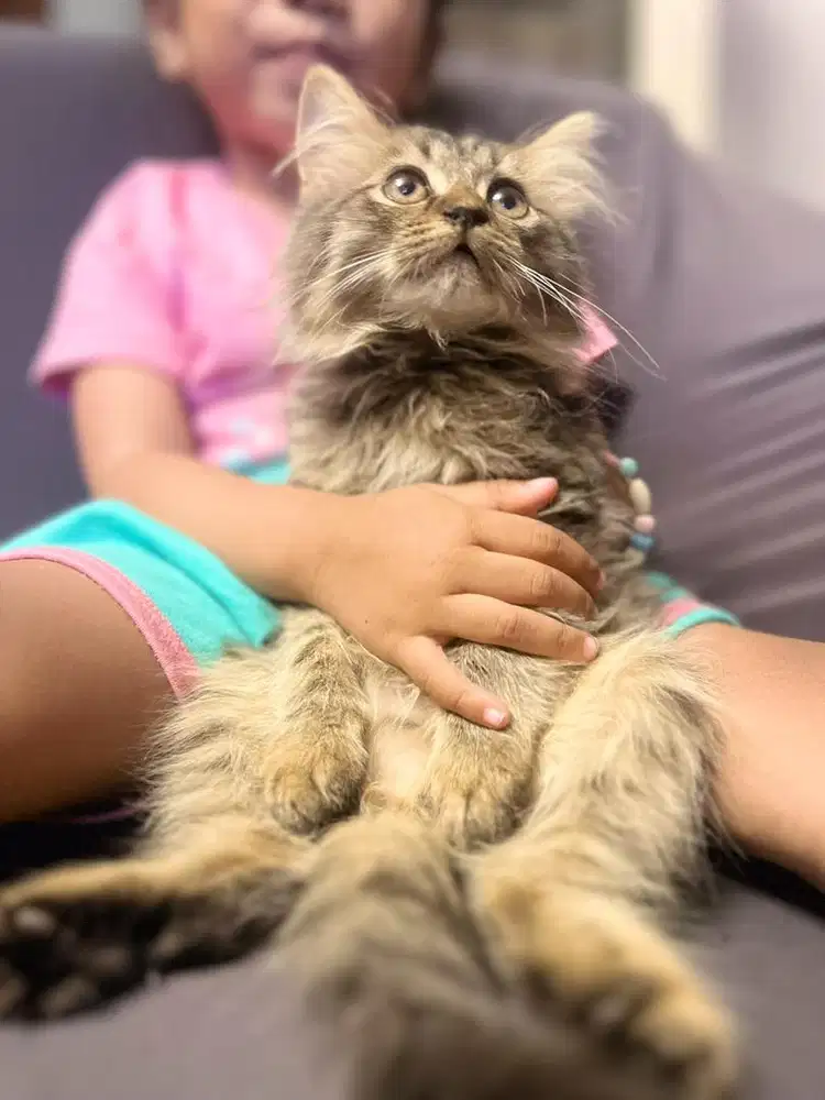 Kucing persia medium