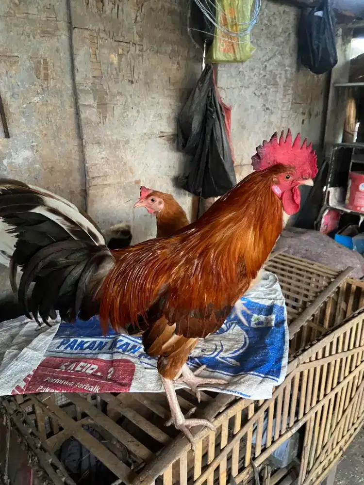 ayam jantan elba induk