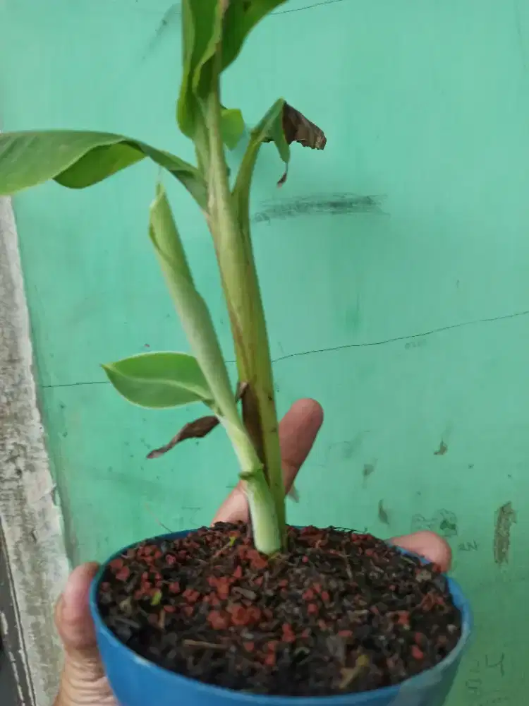 Pisang mini  atau bonsai pisang tinggi ± 25 cm