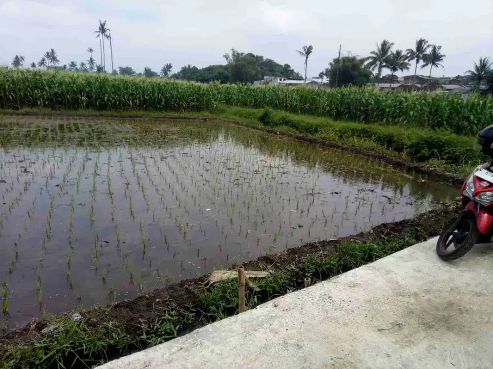 Tanah Sawah Bunut Pakis Malang Produktif