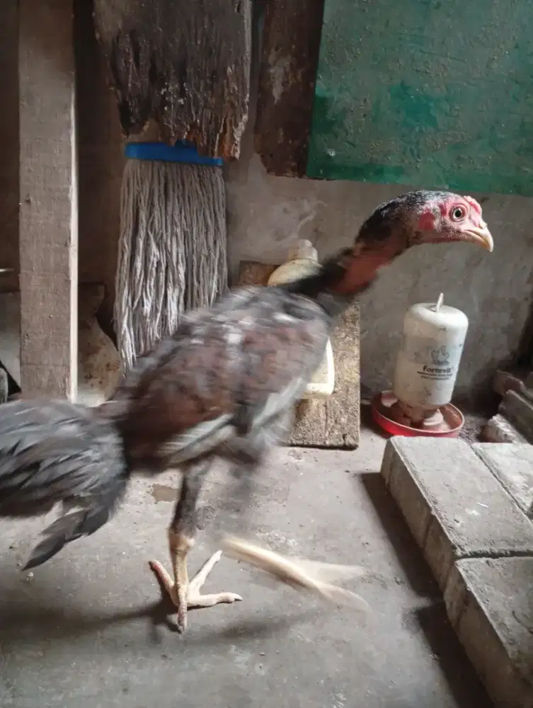 Ayam Bangkok Jantan usia 3 bulanan