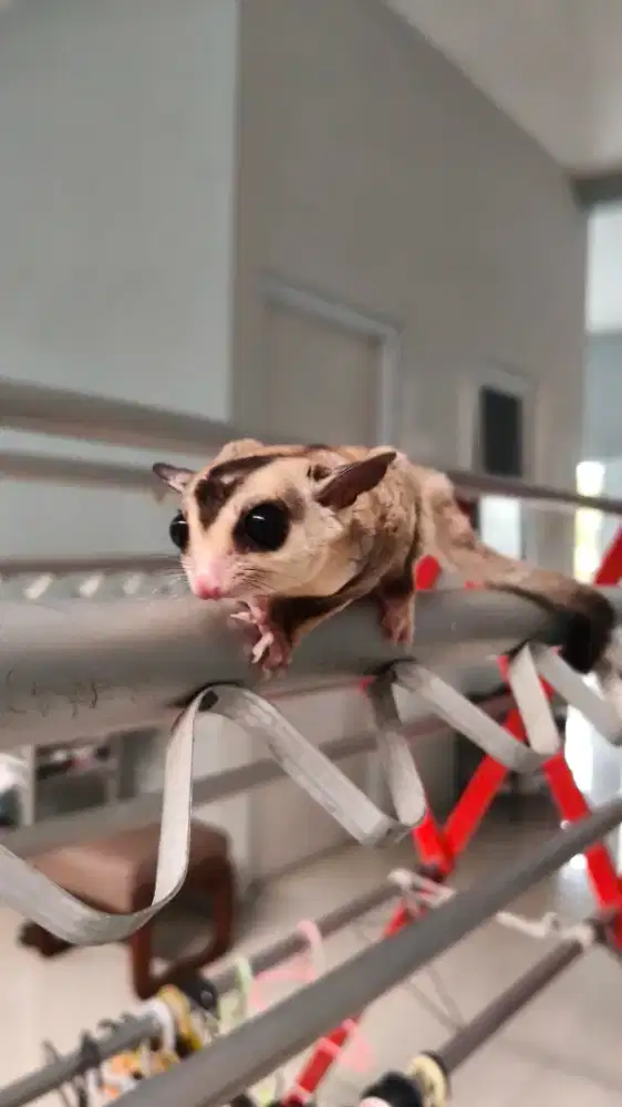 Sugar Glider Light Cinnamon jantan