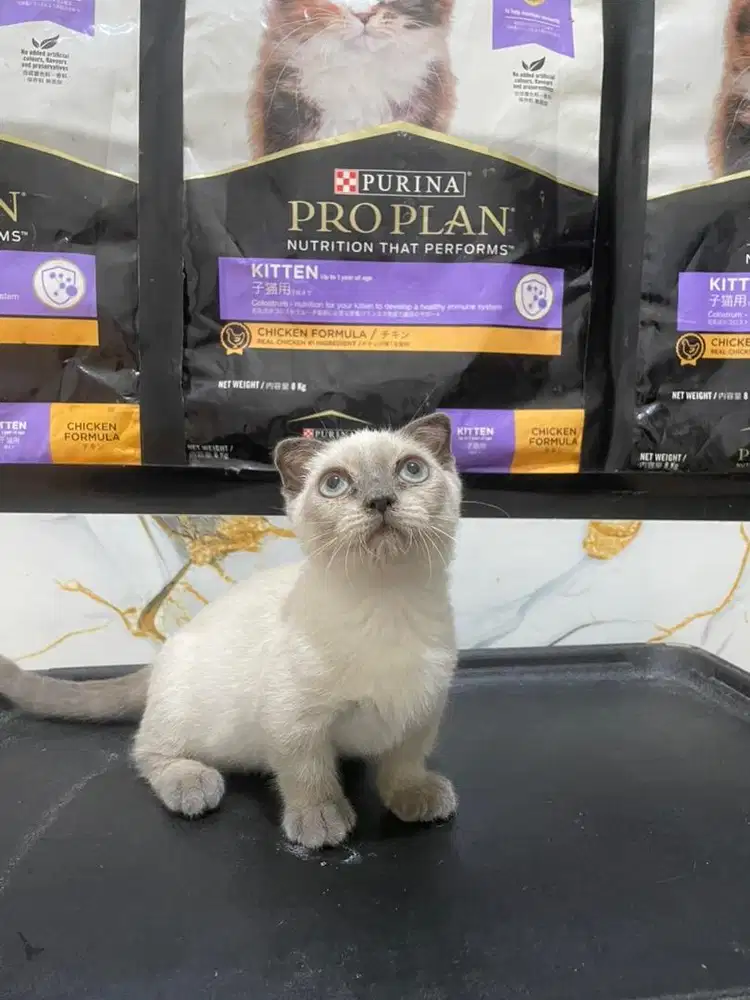 Kucing Gealic Fold atau Cebol