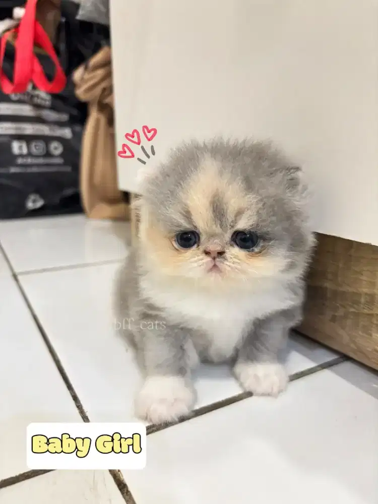 OB KITTEN BETINA PEAKNOSE LH - LONG HAIR LINE PED