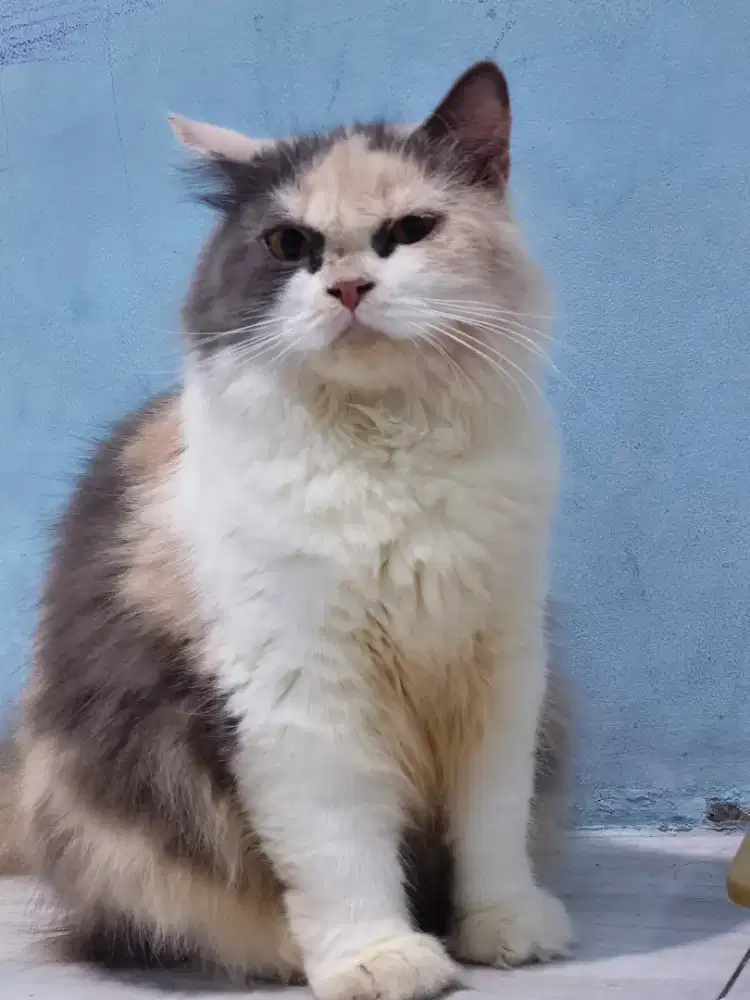OPEN ADOPSI  KUCING BETINA 1 TAHUN