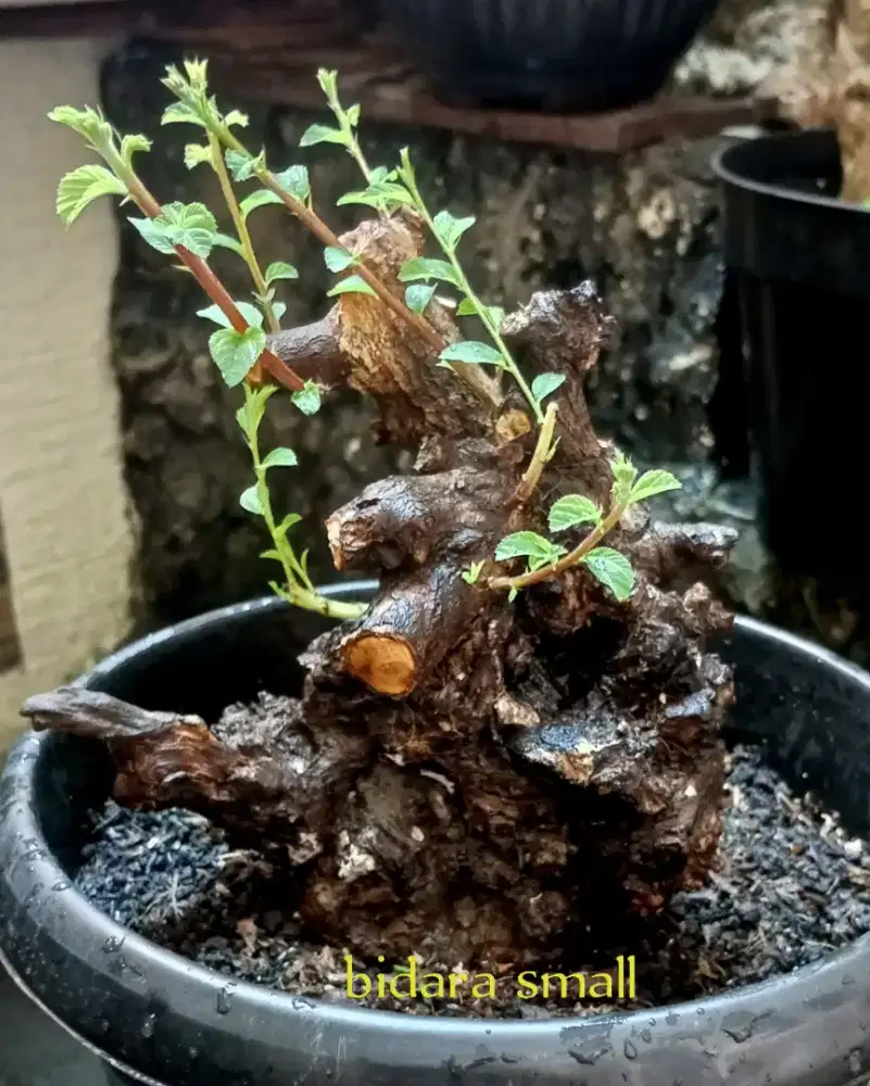 Bonsai bidara arab