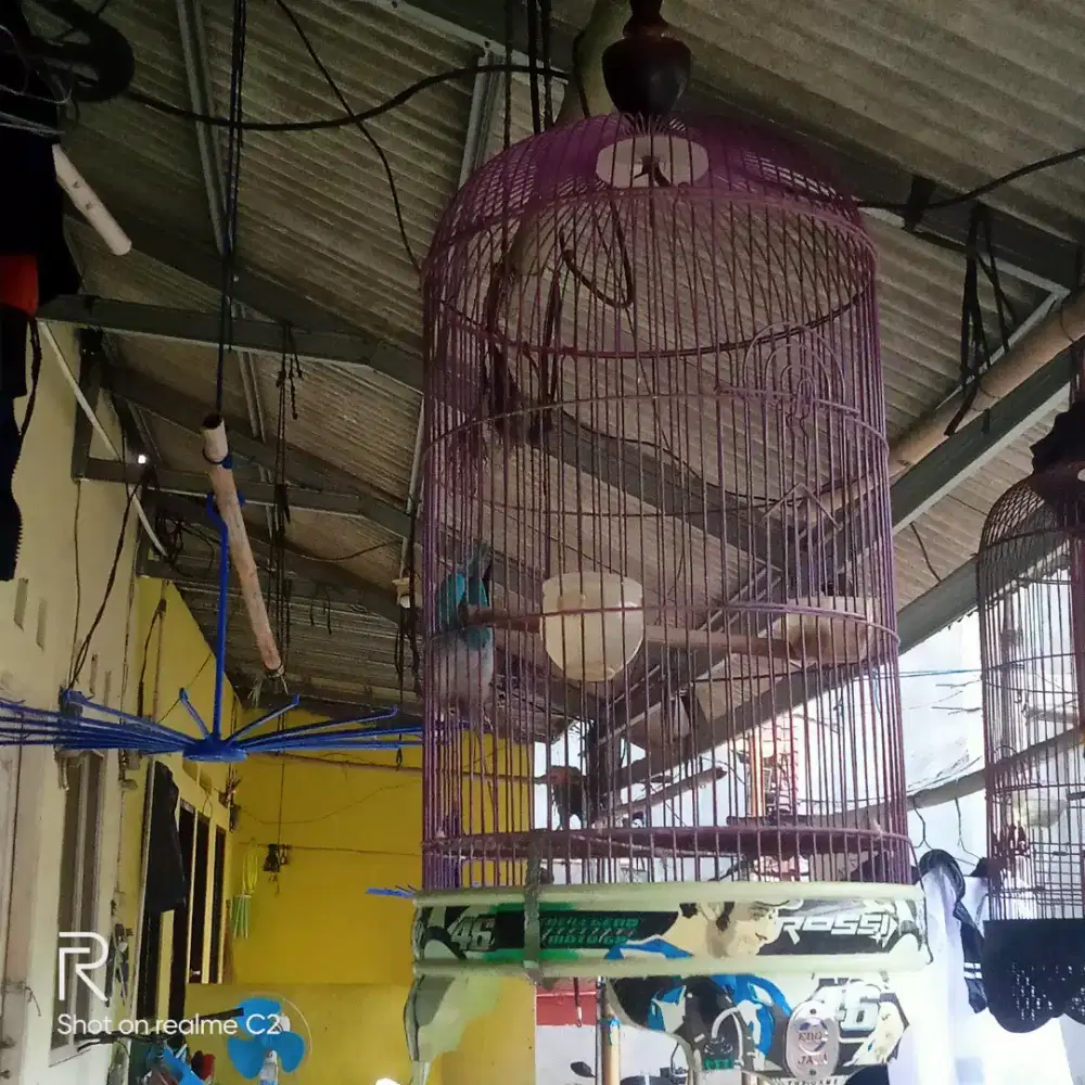burung love bird albino