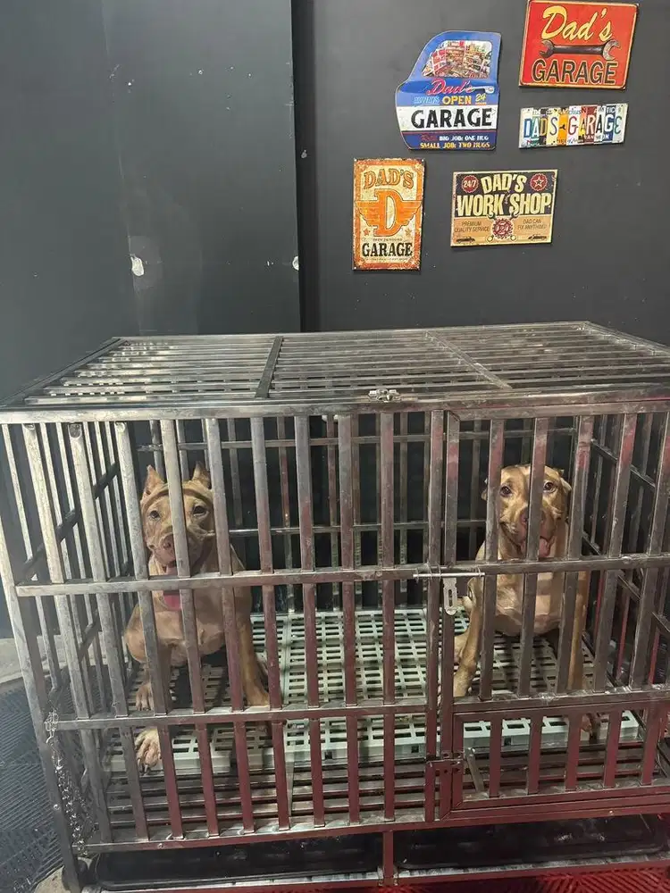 Anjing pitbull betina usia 7 bulan
