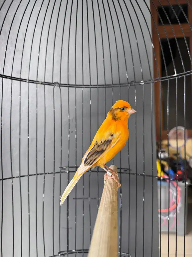 Kenari orange nyulam tetep gacor