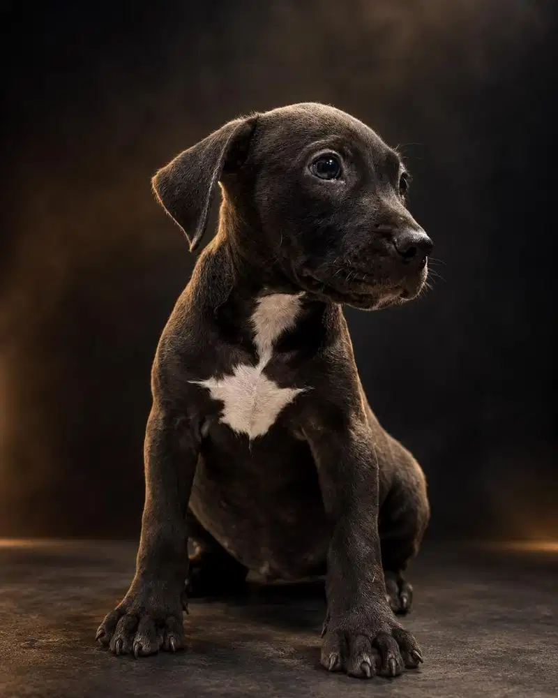 Anak Anjing Pitbull Big Size