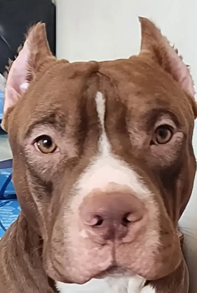 American Pitbull Terrier Jantan
