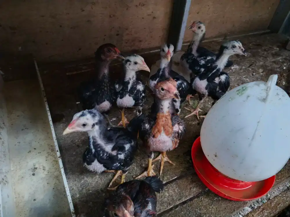 Anak ayam pakoy
