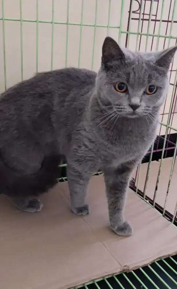 KUCING BRITISH SHORTHAIR INDUKAN LINE PED