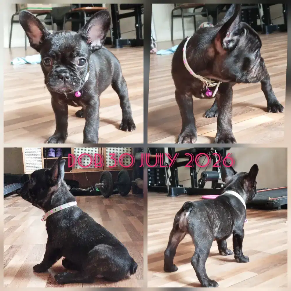 French Bulldog (Frenchie) Female
