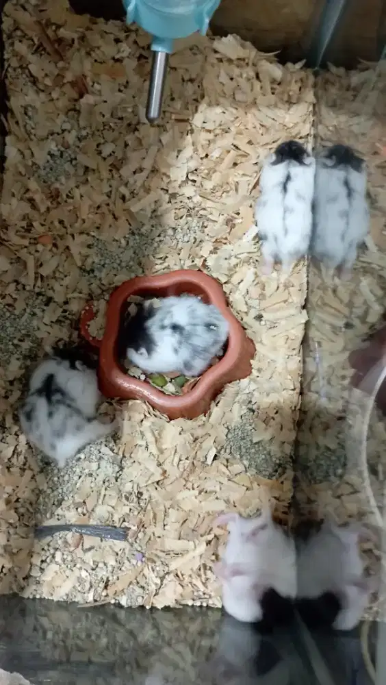 HAMSTERS PANDA CAMBLE