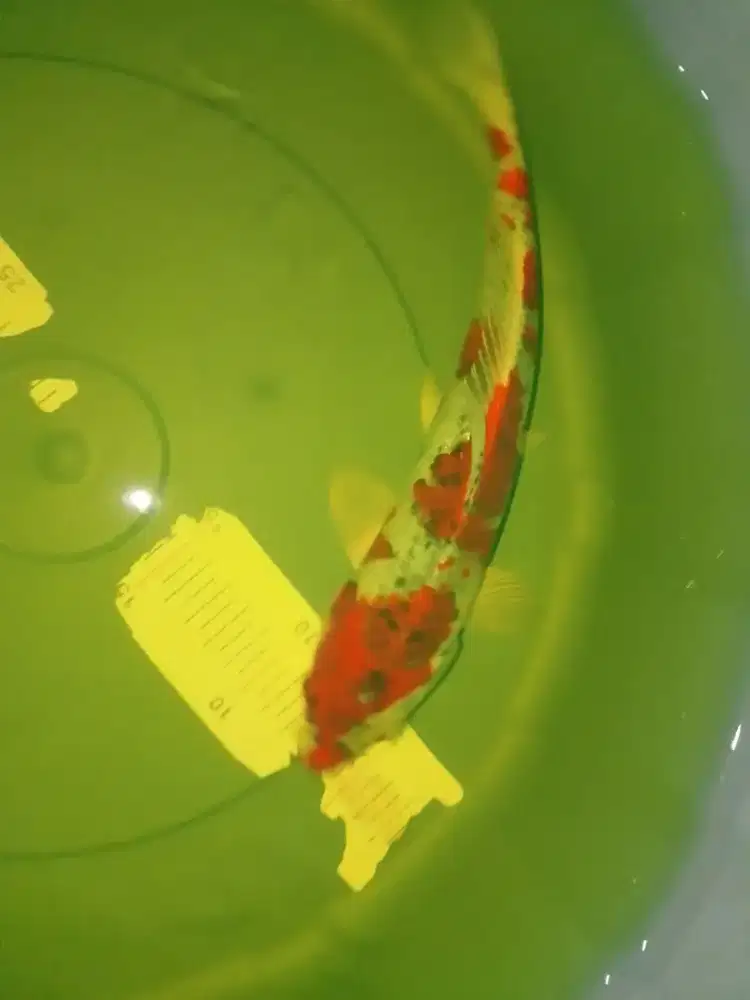 Ikan koi jenis Goshiki 29cm HQ