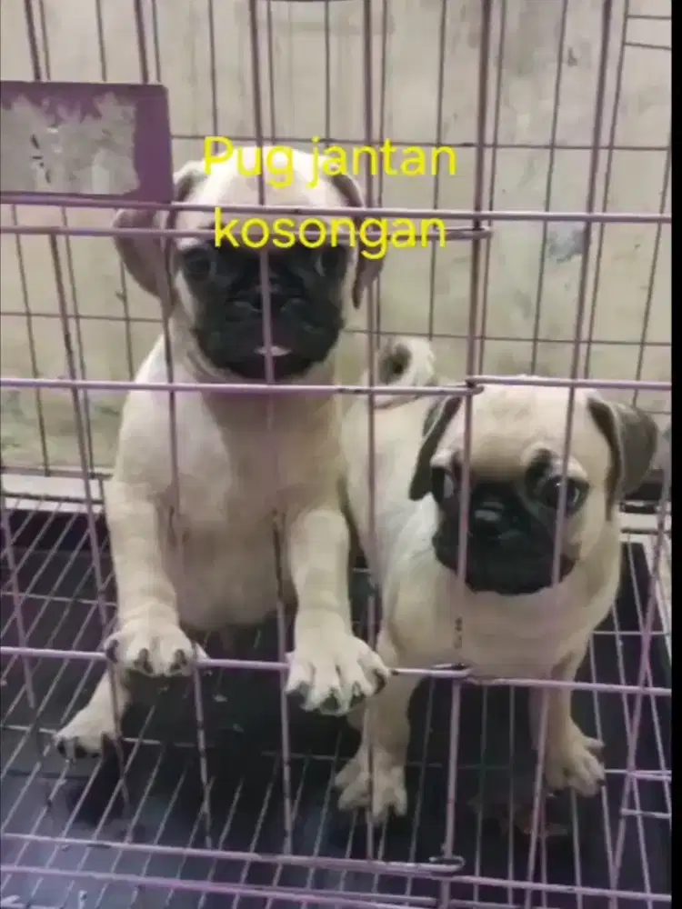 Puppy pug jantan