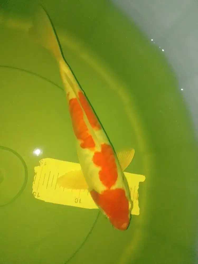 Ikan koi jenis Kohaku Doitsu 30cm