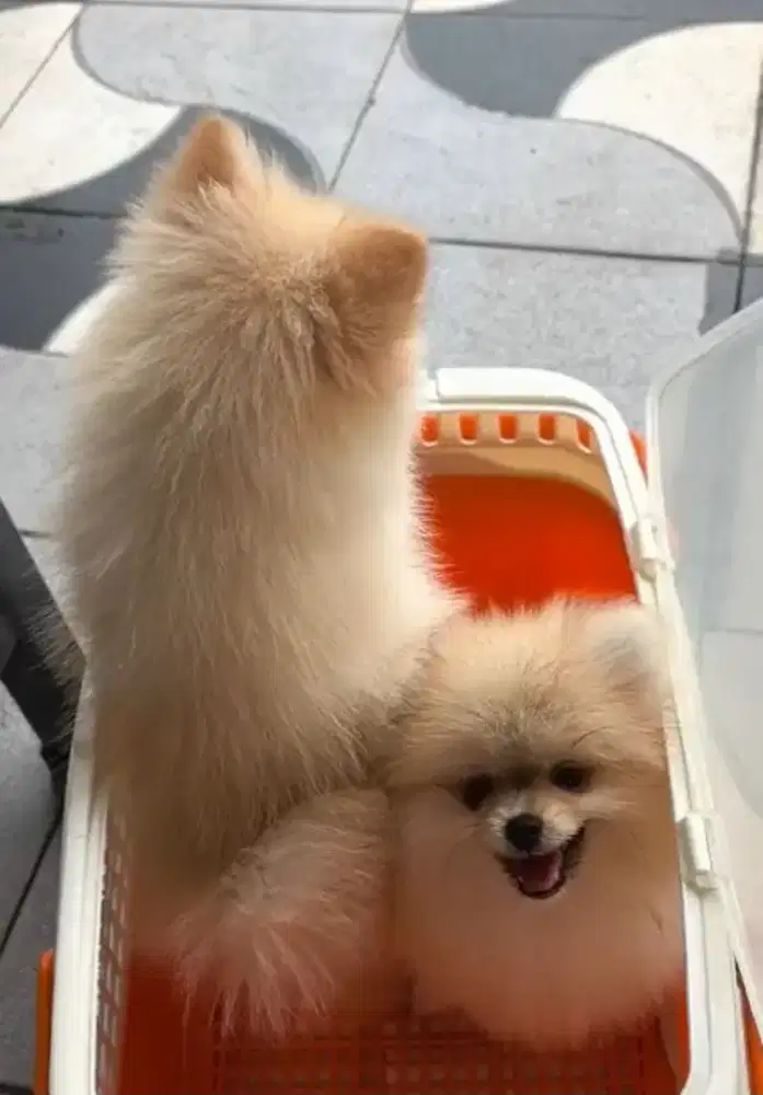 Puppy minipom jantan