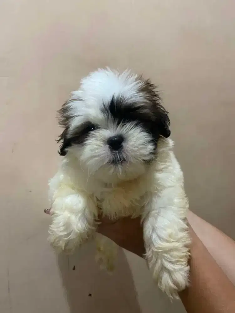 Puppy shih tzu non stambum