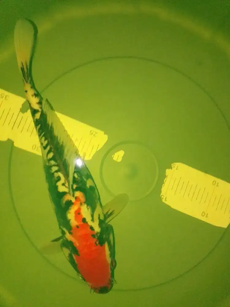 Ikan koi jenis Beni Kumonryu 29cm antik