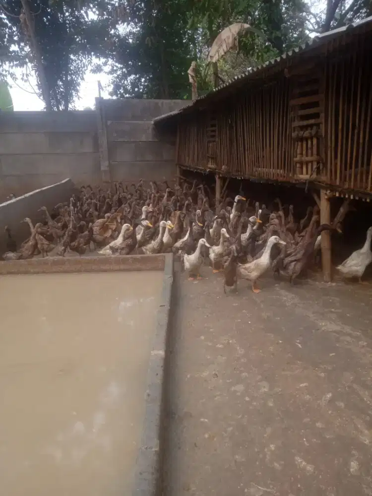 Menjual Bebek dan entok ,ayam