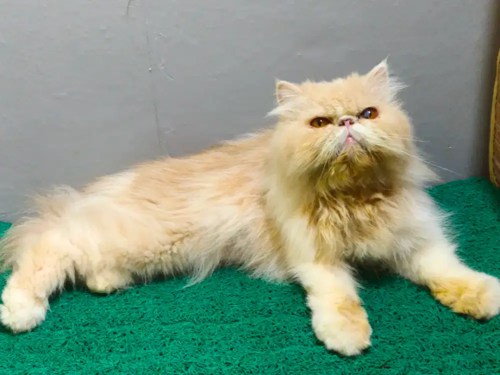 peaknose betina