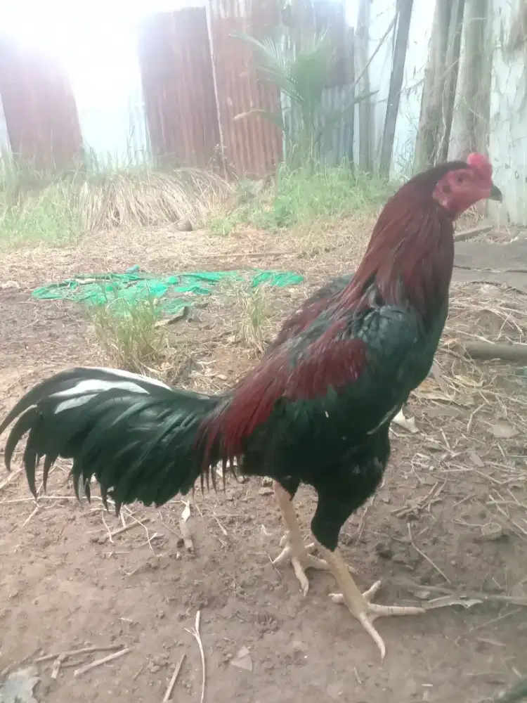 jual ayam Siam dewasa