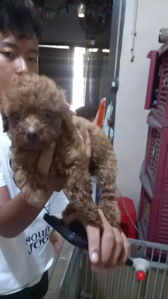 Anakan red pudel mini..ada 5 ekor